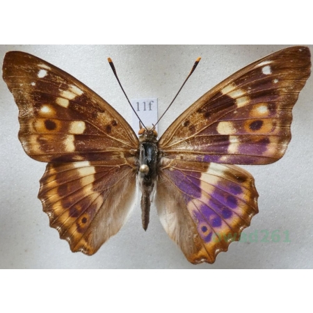 Apatura ilia f. clytie Mieniak strużnik Czech11f